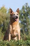 BOUVIER AUSTRALIEN 070